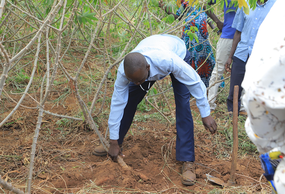 Commercial agriculture